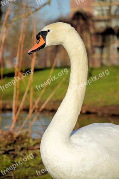 Swan Animal Bird Proud White