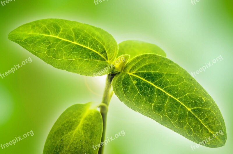 Plant Flower Leaves Leaf Green