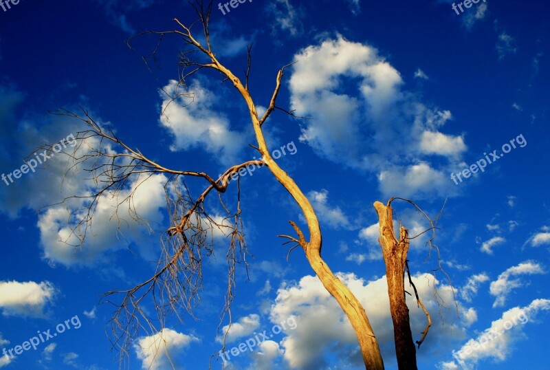 Tree Old Dead Dry Bare