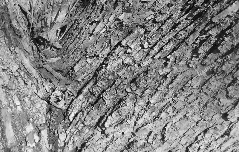 Tree Bark Bark Tree Texture Black And White