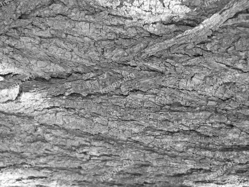 Tree Bark Bark Tree Texture Black And White