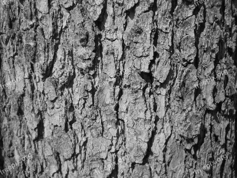 Tree Bark Bark Tree Texture Black And White