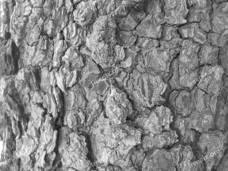 Tree Bark Bark Tree Texture Black And White