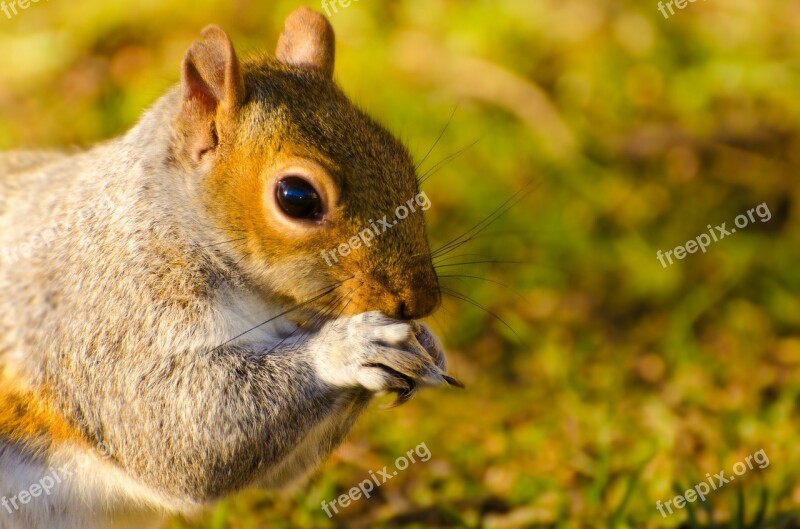 Animal Squirrel Mammal Paw Tail