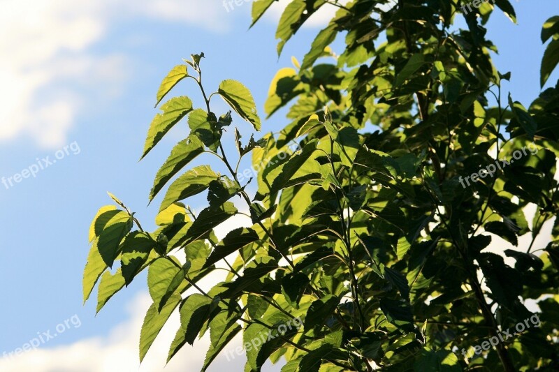 Tree Green Foliage Leaves Light