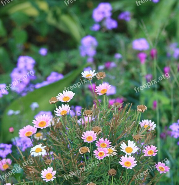 Flowers Daisies Pink Verbena Purple