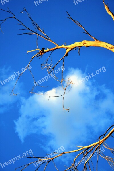 Tree Dead Dry Old Sunlight