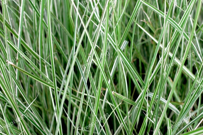 Abstract Background Grass Stripes Green