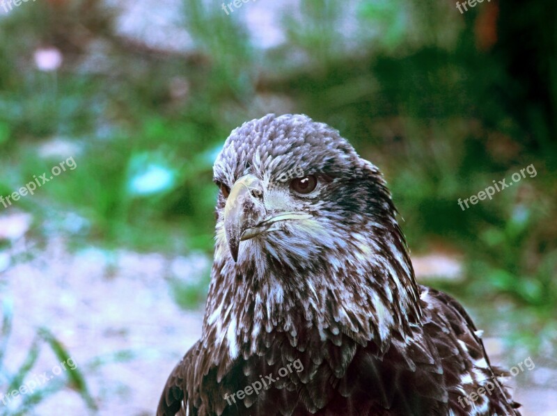 Bald Eagle Eagle Bird Raptor Immature