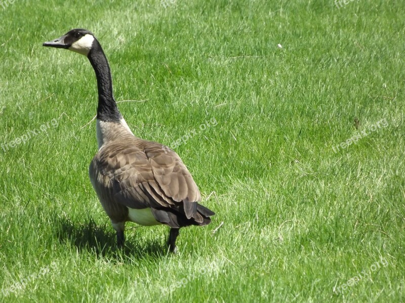 Goose Geese Canadian Field Honk