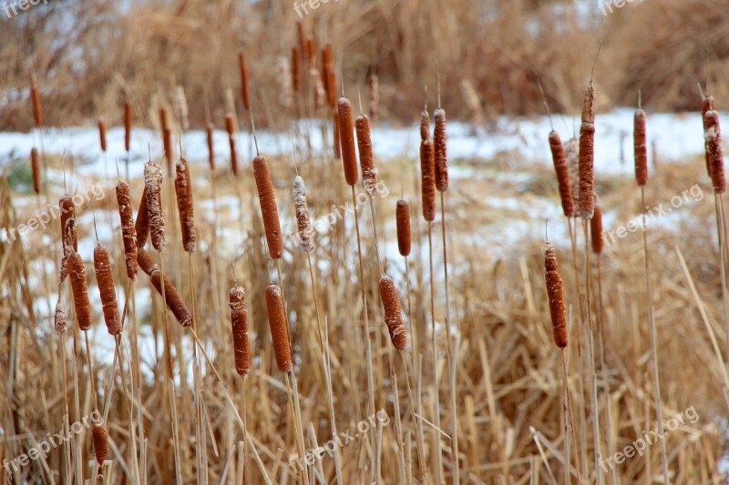 Marsh Rushes Snow Winter Season