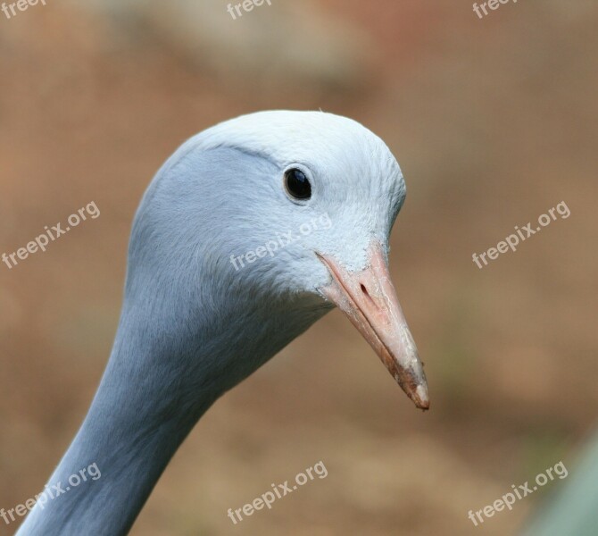 Bird Crane Blue Smooth Head