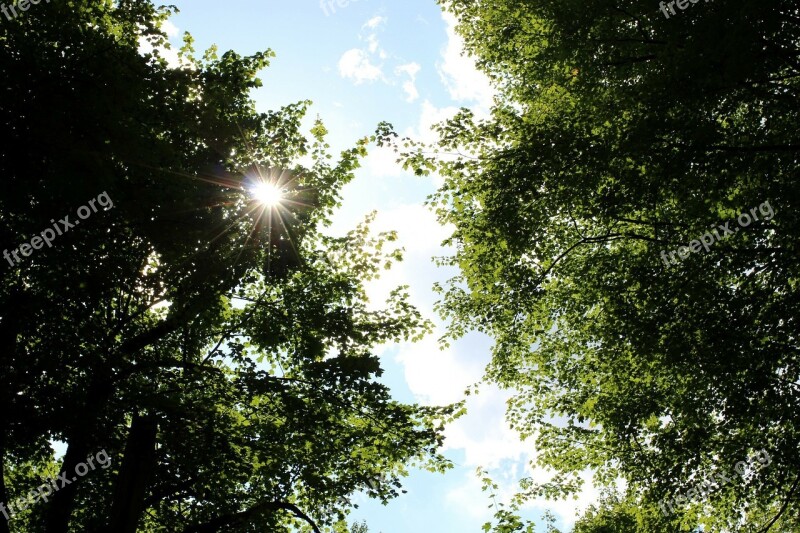 Sun Trees Leaves Light Forest