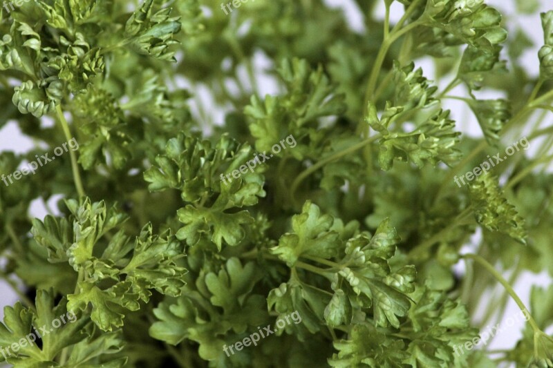 Parsley Green Spice Herb Garden Herbs