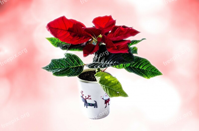 Christmas Isolated High Key Isolated White Poinsettia Flower