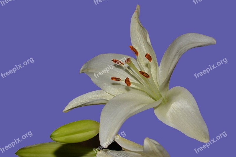 Flower Macro Flora Birthday Shower