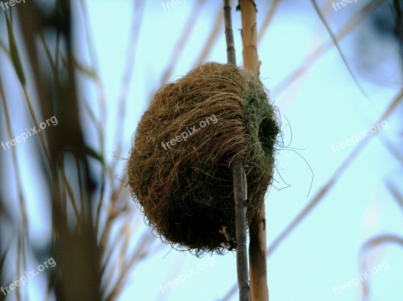 Nest Shelter Home Woven Reeds