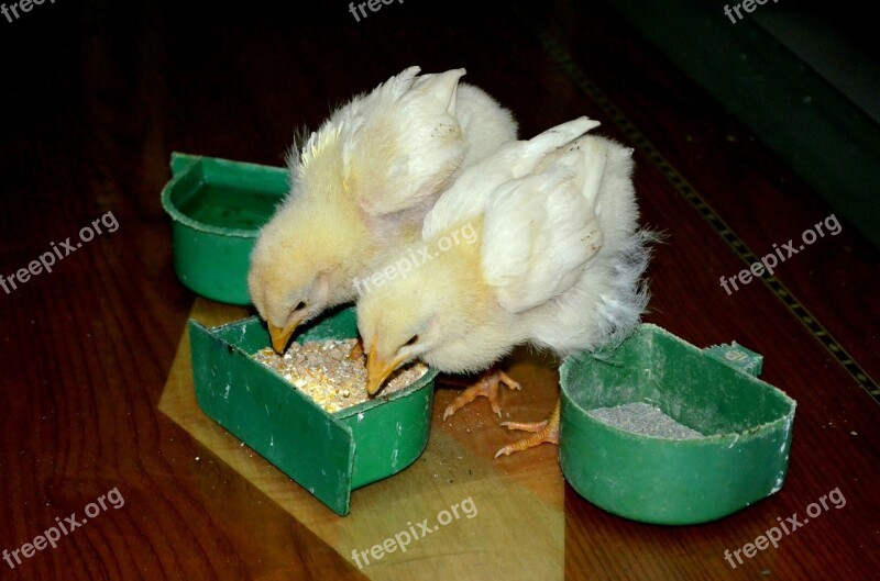 Animals Chickens Chicks Baby Chicks Farm Animal