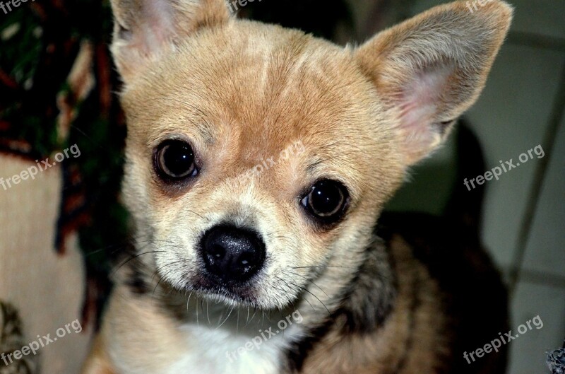 Animals Dog Pet Portrait Chihuahua