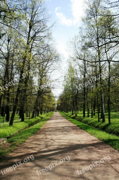 Path Pedestrian Trees Rows Lined