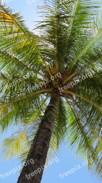 Palm Palm Tree Coconut Coconut Tree Tropical