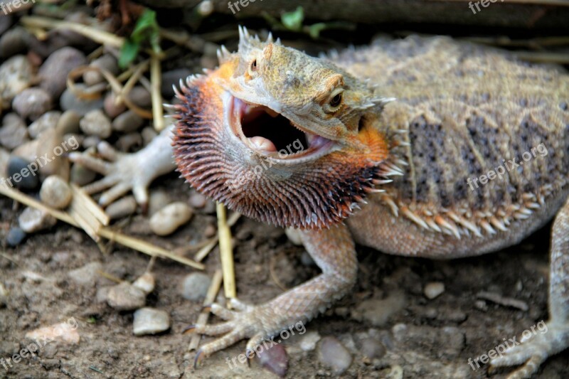 Bearded Dragon Reptile Attack Excited Nervous