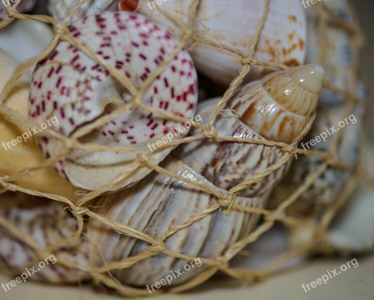 Shells Scallops Twine Sea Imprisoned