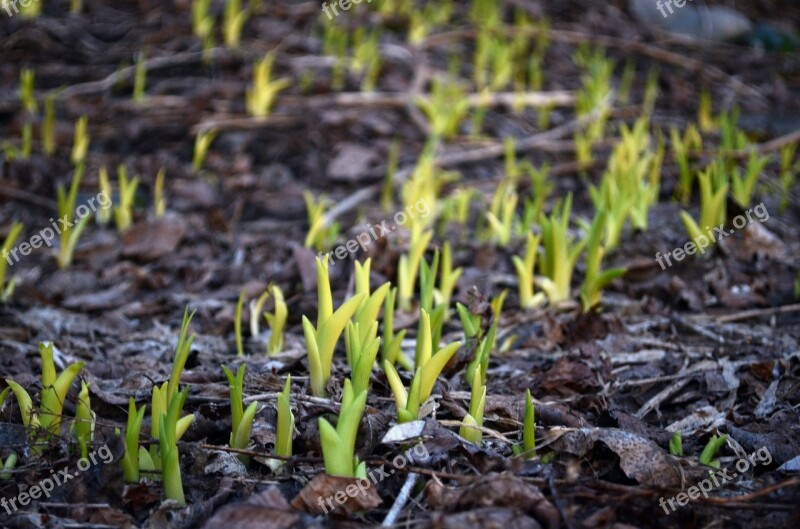 Spring Plants Growth Background Forest