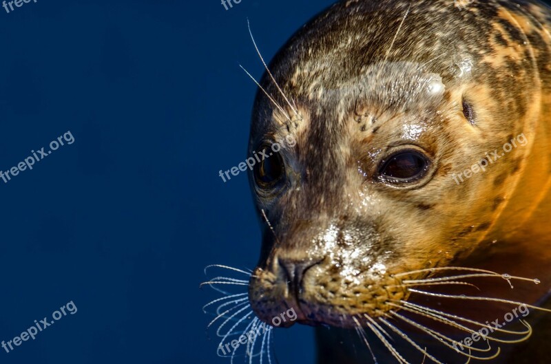 Seal Grey Animal North-sea Wild-animal