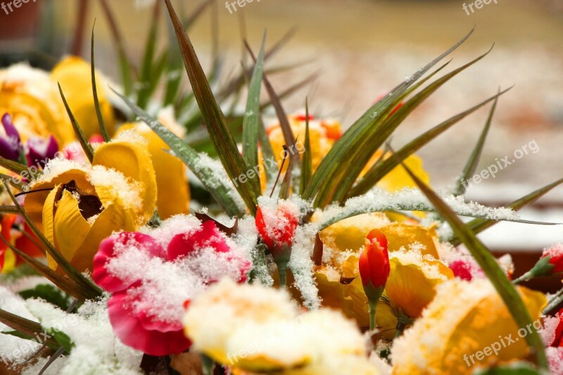 Flowers Snow Colorful White Yellow Pink