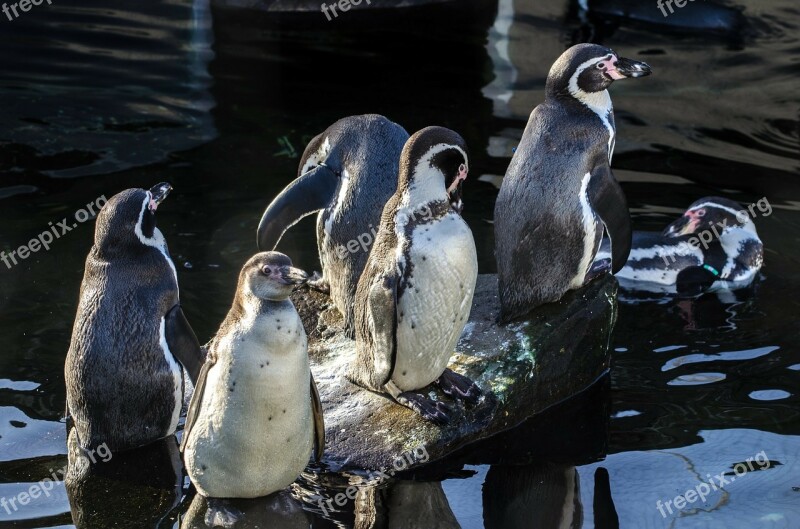 Penguins Humboldt Wings Fun Bird