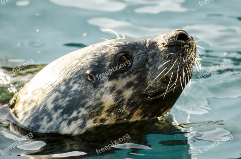 Seal Grey Animal North-sea Wild-animal