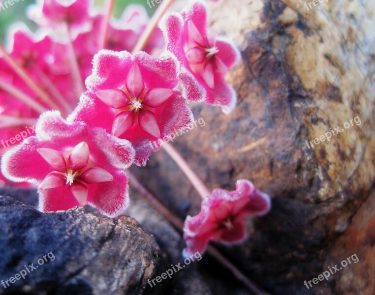 Flower Head Florets Pink Wax-like Velvety