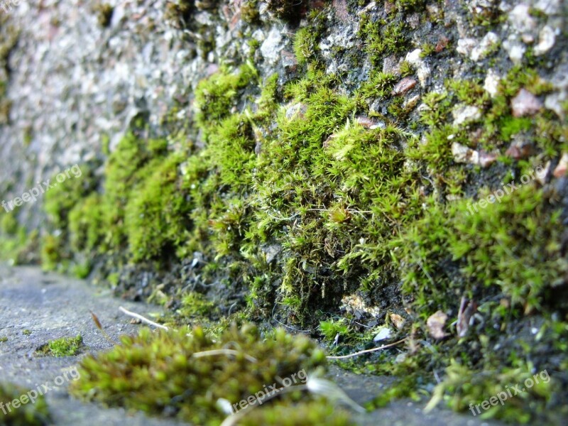 Moss Mosses Growing Plant Green