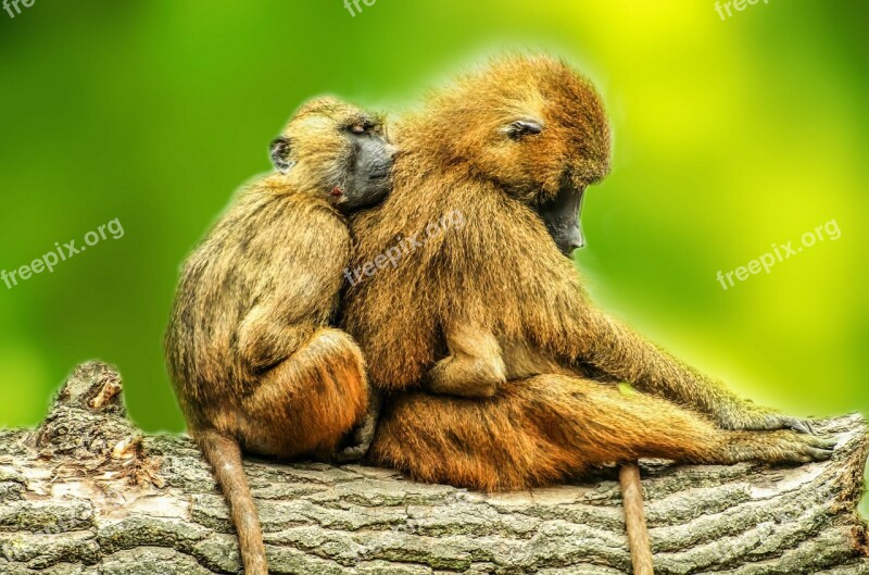 Animals Baboons Brown Couple Day