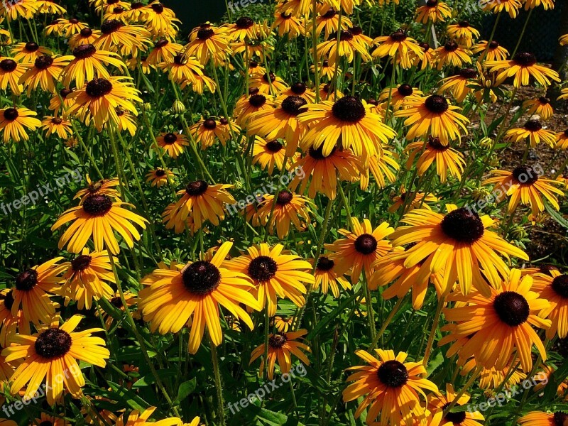 Black Eyed Susan Flower Flowers Garden Gardening