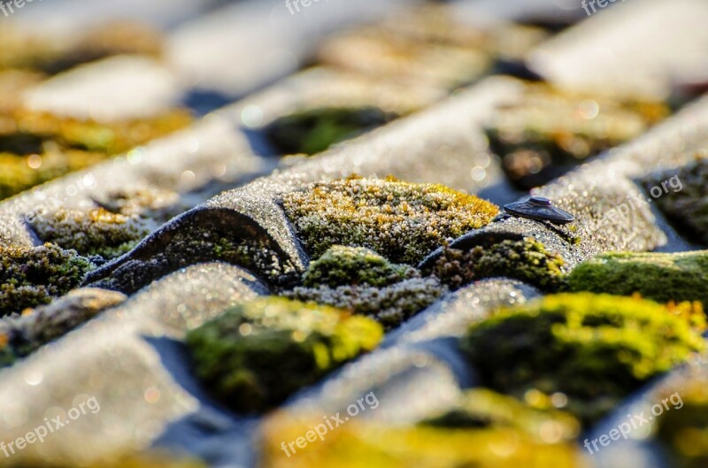 Moss Surface Outdoor Soil Lichen