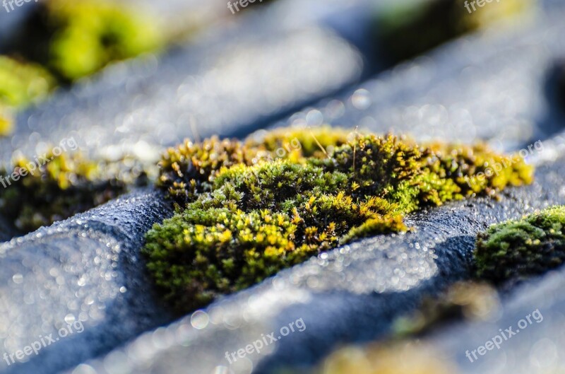 Moss Surface Outdoor Soil Lichen