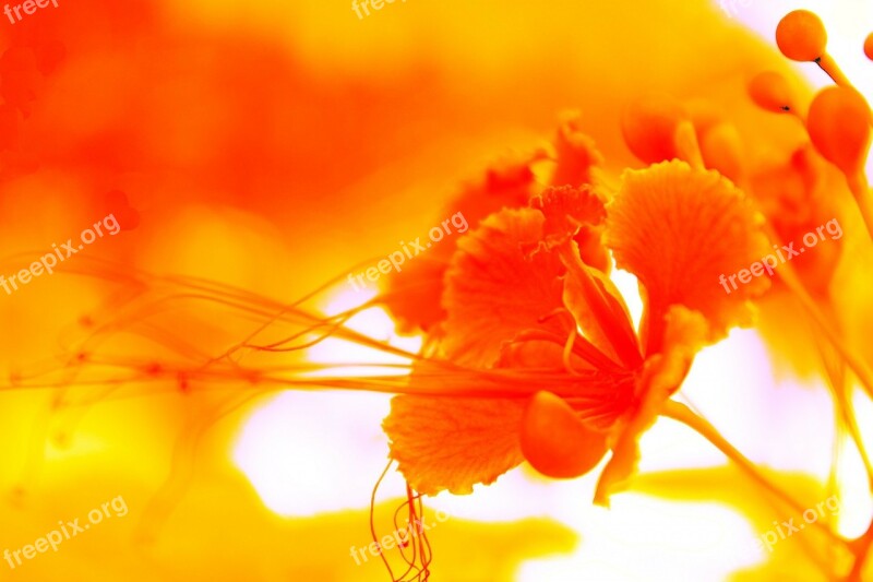 Yellow Background Flower Yellow Background Flower Yellow Background