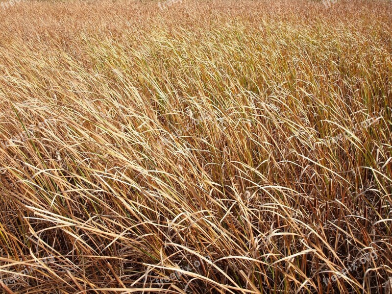 Grass Grassy Marsh Tall Grass Texture