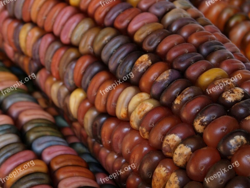 Indian Corn Corn Autumn Fall Harvest