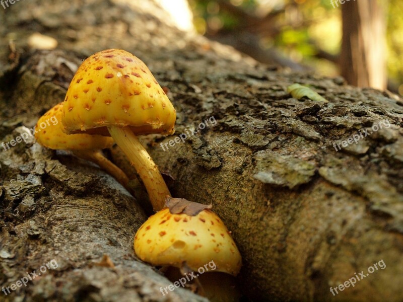 Fungi Fungus Mushroom Tree Forest