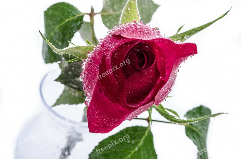 Flower Flowers Water Drops Rose