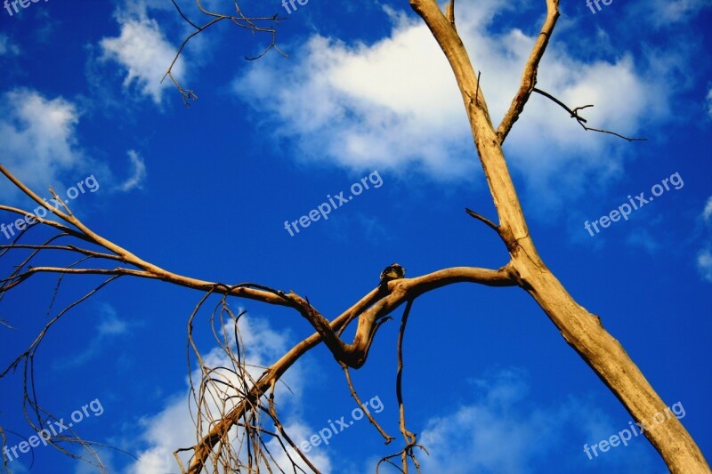 Sunset Branches Trunk Bare Golden Light