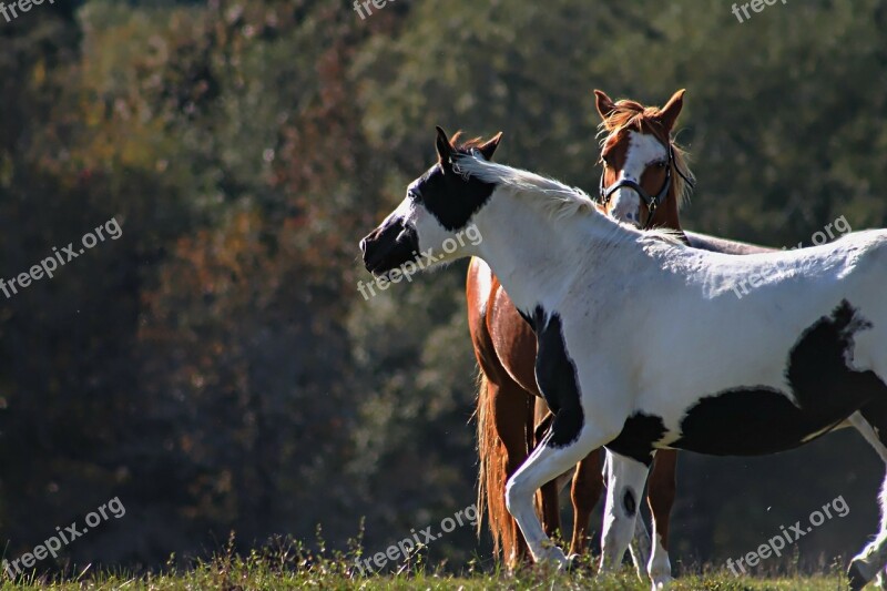 Horses Animal Gathered Field Nature