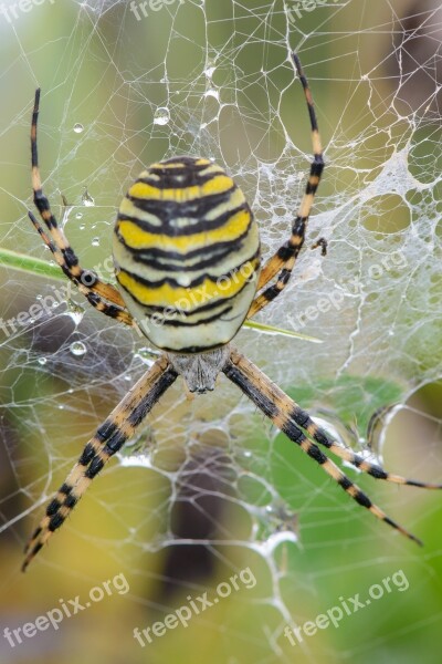 Spider Web Nature Summer Lawn