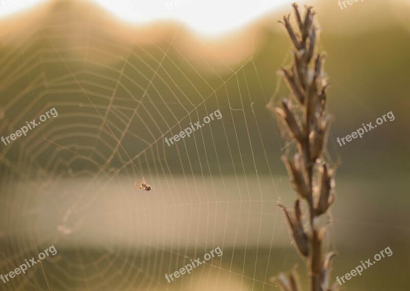 Spider Web Nature Summer Lawn