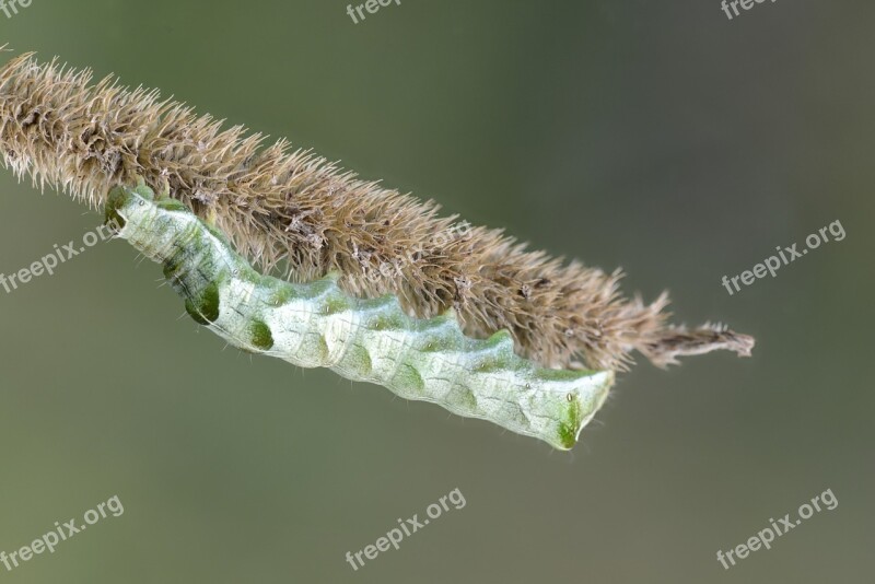 Caterpillar Insects Nature Background Green