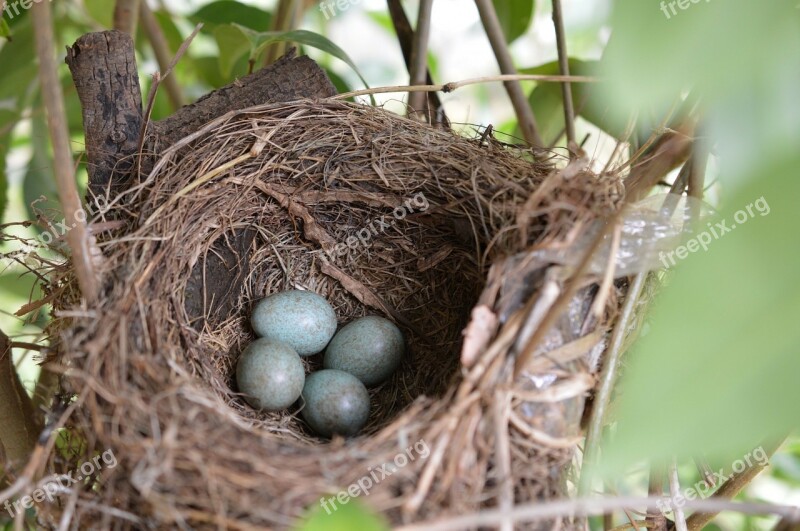 Bird's Nest Bird Nest Eggs Nature