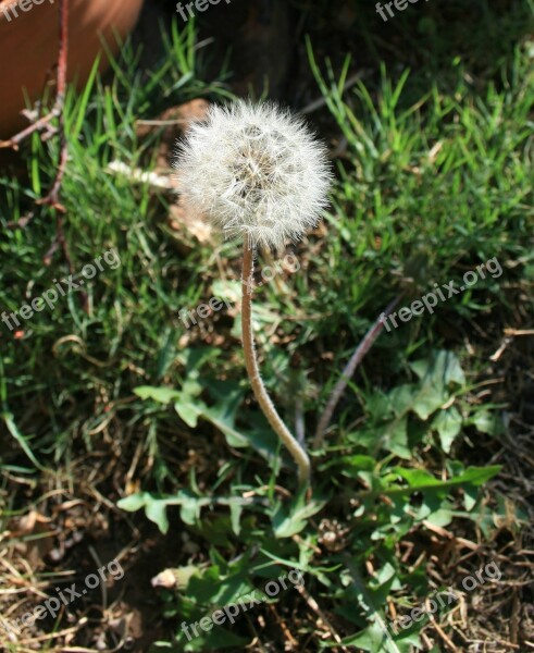 Dandelion Fluff Seed White Light